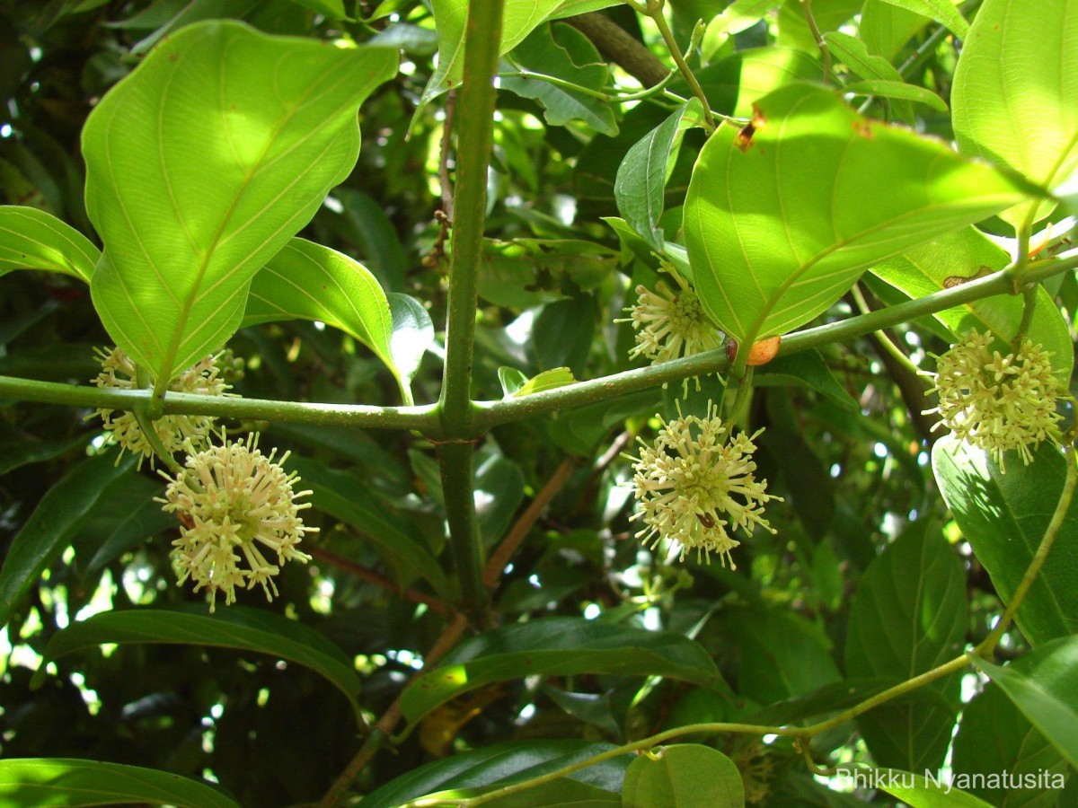 Uncaria elliptica R.Br. ex G.Don